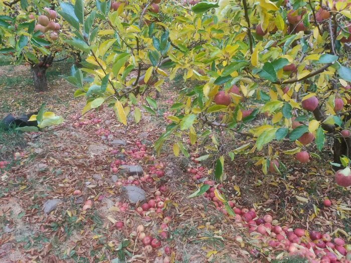 وقوع باد و باران به سه هزار هکتار از باغهای سمیرم خسارت زد