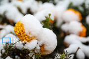 First autumn snow in Ardabil, northwest Iran