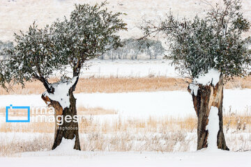 Autumn snowy day in Iran