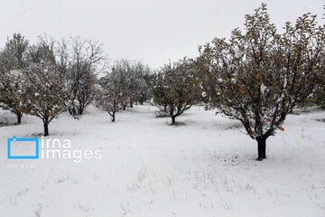 Autumn snowy day in Iran