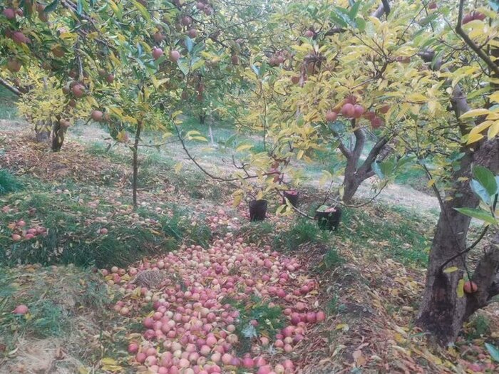 وزش تند باد به هفت هزار هکتار از باغ های سمیرم خسارت زد