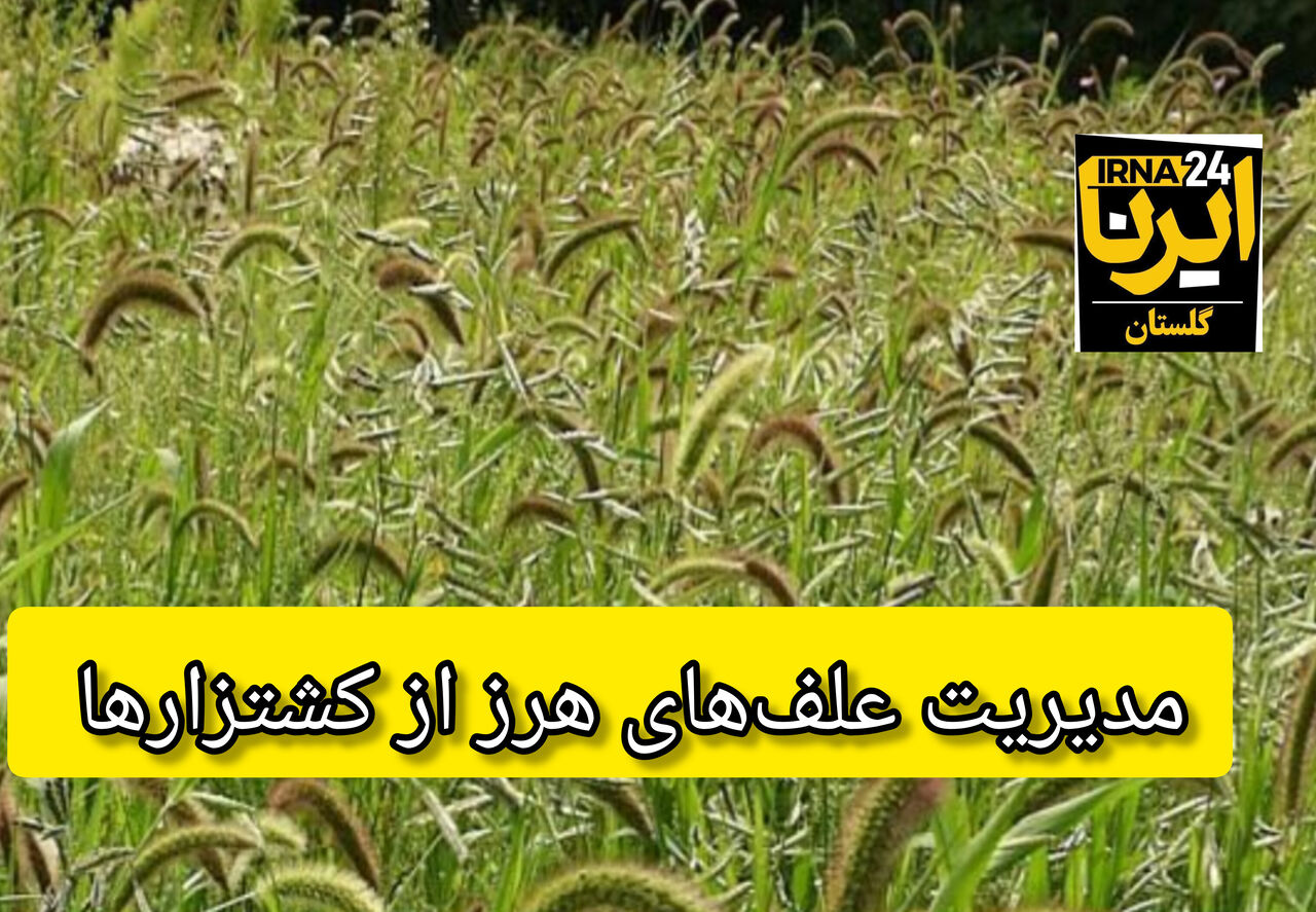 فیلم|‌توصیه‌ محقق گیاه‌پزشکی برای پیشگیری از رشد علف‌های هرز در کشتزارها