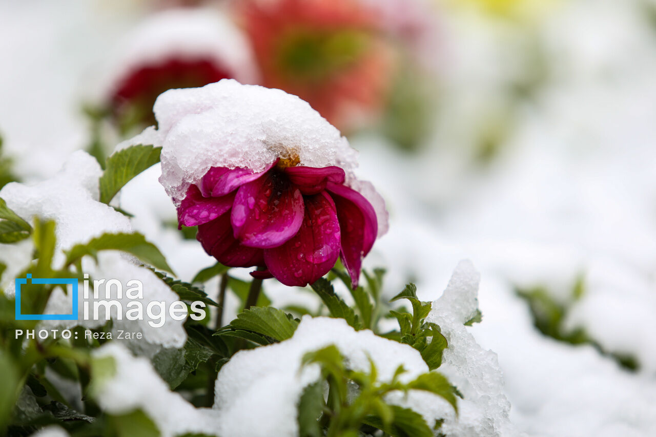 First autumn snow in Ardabil, northwest Iran