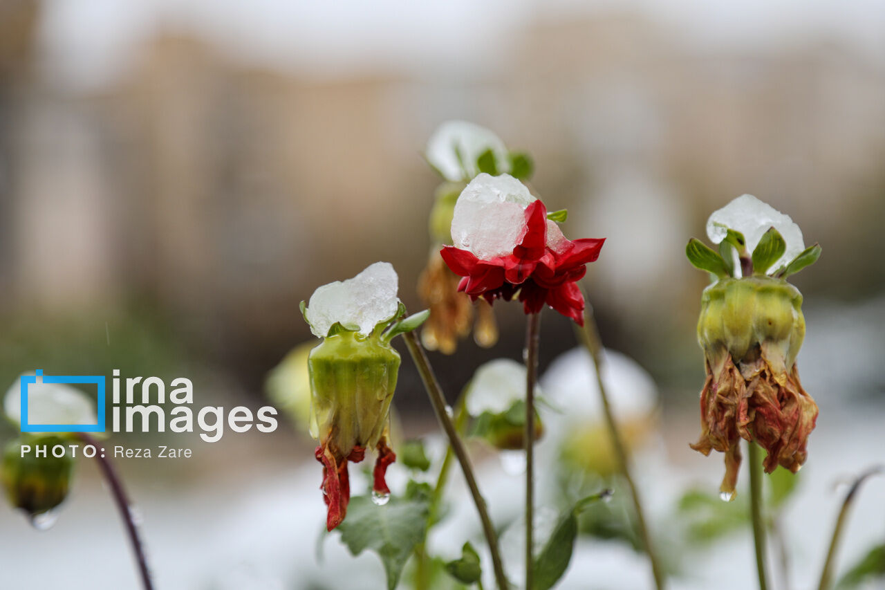 First autumn snow in Ardabil, northwest Iran