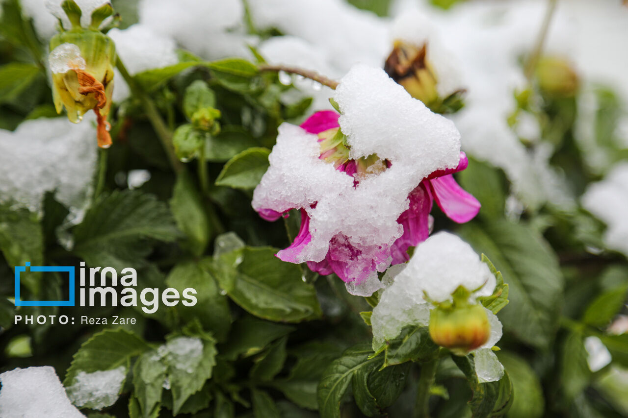 First autumn snow in Ardabil, northwest Iran