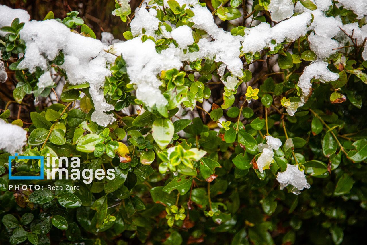 First autumn snow in Ardabil, northwest Iran