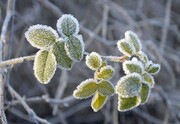 سوز سرمای پاییزی در آذربایجان‌غربی بیشتر شد