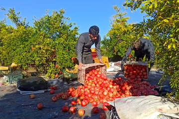 فیلم| برداشت انار در بجستان خراسان رضوی