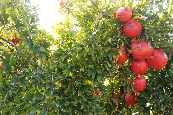 برداشت انار در استان اردبیل آغاز شد