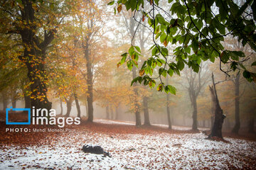 Snow in autumn in northern Iran