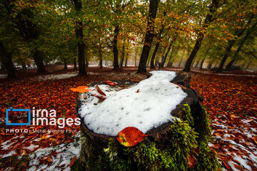 Snow in autumn in northern Iran