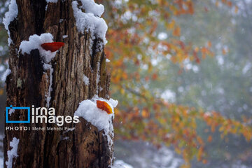 Snow in autumn in northern Iran