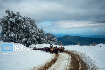 Neige à Mazandaran