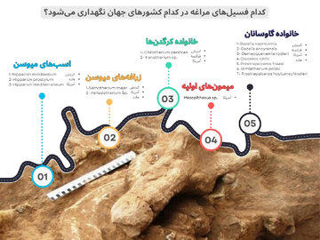 فسیل‌های مراغه در کدام موزه‌های جهان نگهداری می‌شود؟