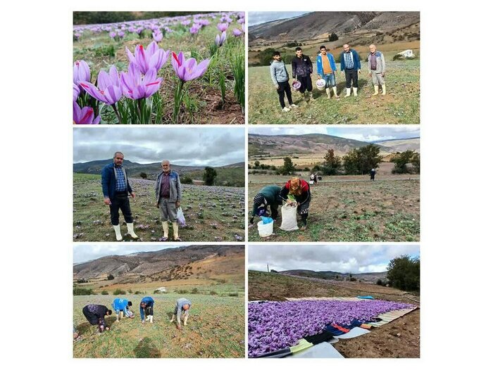 افزایش کشت زعفران و مهاجرت معکوس جوانان به روستاهای شرق مازندران