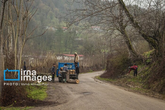 آزادسازی اراضی ملی و کشف چوب جنگلی قاچاق در بابل و آمل