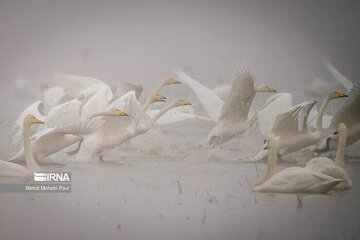 میزبانان خوبی باشیم