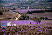 Harvesting saffron in northern Iran