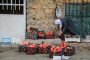 Harvesting pomegranate in Iran's Hawraman