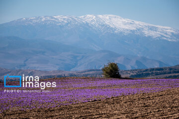 Harvesting saffron in northern Iran