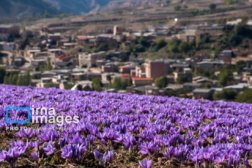 Harvesting saffron in northern Iran