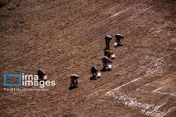 Harvesting saffron in northern Iran