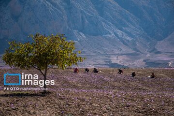 Harvesting saffron in northern Iran