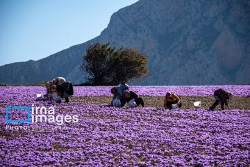 Harvesting saffron in northern Iran