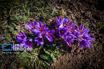 Harvesting saffron in northern Iran