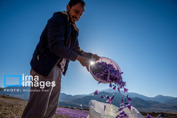 Harvesting saffron in northern Iran