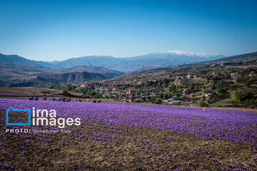 Harvesting saffron in northern Iran