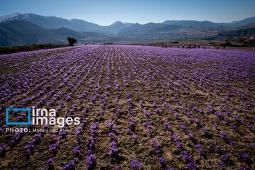 Harvesting saffron in northern Iran