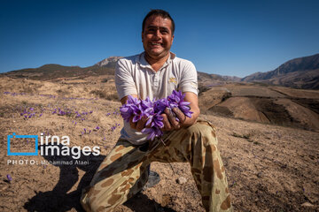 Harvesting saffron in northern Iran