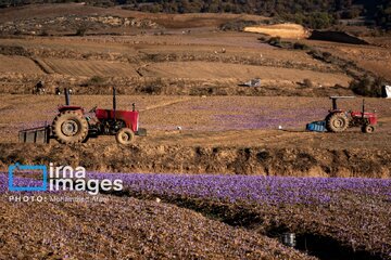 Harvesting saffron in northern Iran