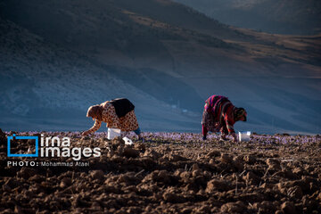 Harvesting saffron in northern Iran