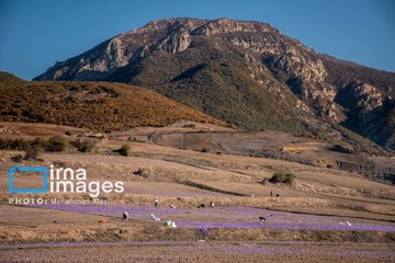 Harvesting saffron in northern Iran