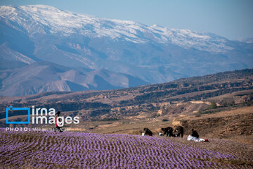 Harvesting saffron in northern Iran