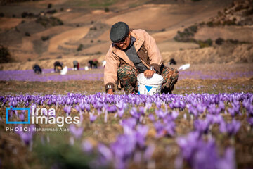 Harvesting saffron in northern Iran