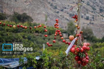 Harvesting pomegranate Hawraman