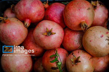 Harvesting pomegranate Hawraman