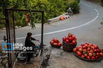 Harvesting pomegranate Hawraman