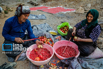 Harvesting pomegranate Hawraman