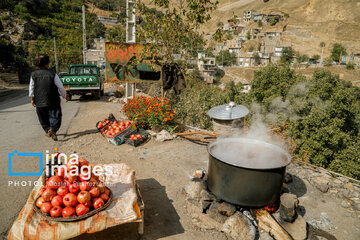 Harvesting pomegranate Hawraman