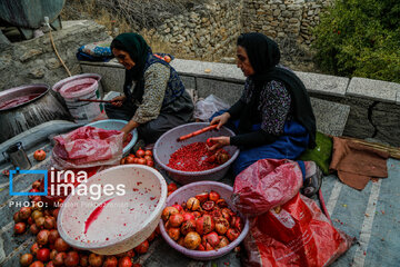 Harvesting pomegranate Hawraman