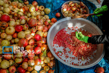 Harvesting pomegranate Hawraman