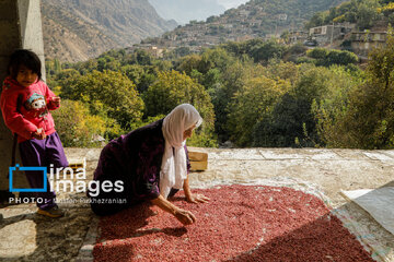 Harvesting pomegranate Hawraman