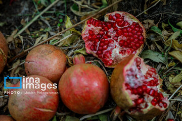 Harvesting pomegranate Hawraman