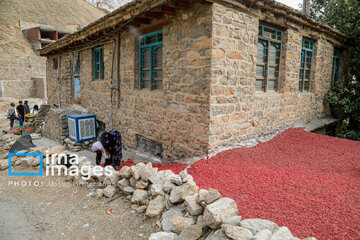 Harvesting pomegranate Hawraman