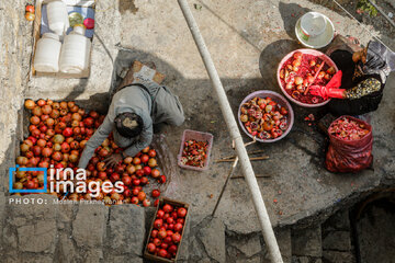 Harvesting pomegranate Hawraman