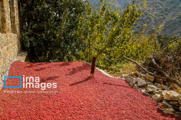 Harvesting pomegranate Hawraman